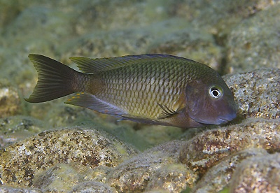 Tropheus moorii 'Mikongolo Island'